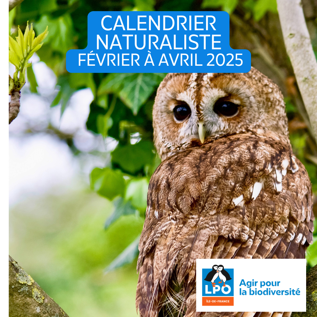 Calendrier naturaliste, février à avril 2025
